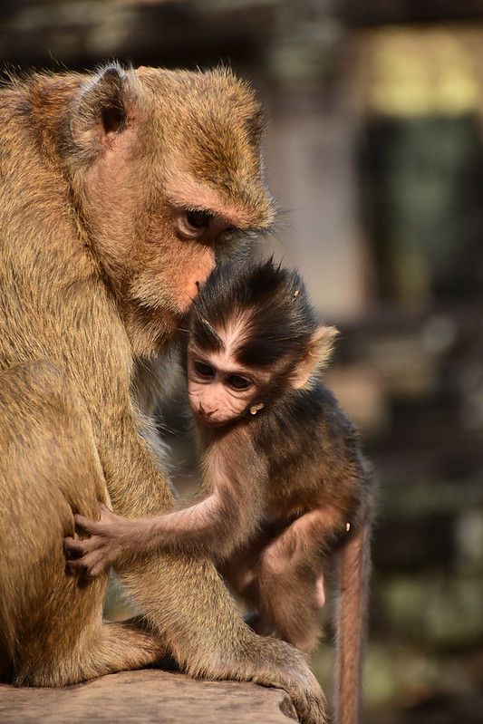 Un pequeño mono se sienta con su mamá